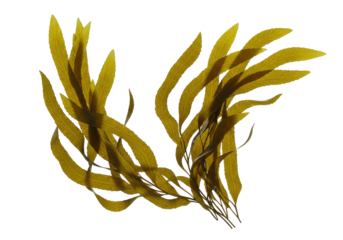 Vibrant underwater seaweed swaying gently in ocean currents, showcasing marine life
