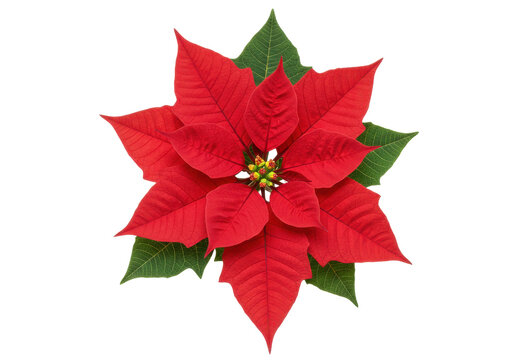 Vibrant red poinsettia flower with lush green leaves against a white background - Powered by Adobe