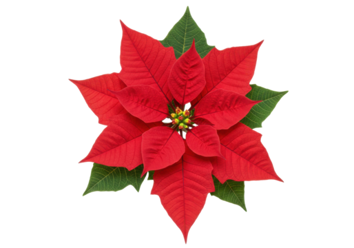 Vibrant red poinsettia flower with lush green leaves against a white background