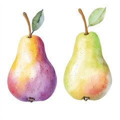Two Watercolor Pears Isolated On White