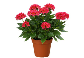 Vibrant pink flowering plant in a terracotta pot against a neutral background