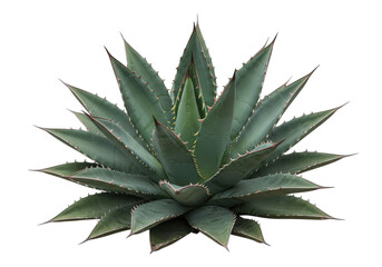 Vibrant agave plant with sharp leaves, isolated on a clean background, showcasing natural beauty