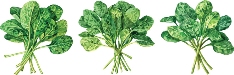 Spinach Bundles Vector Illustration on White Background