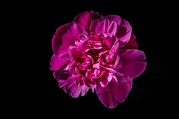 Beautiful single pink peony flower on black background, closeup, top view