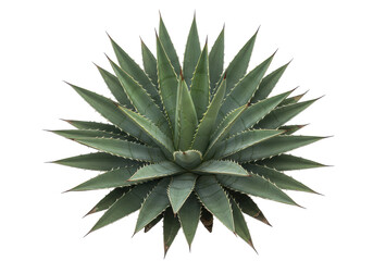 Fototapeta premium A vibrant green agave plant displaying its symmetrical rosette shape against a plain background