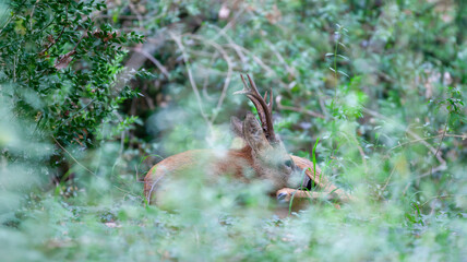Portrait of a lying roebuck grooming among the vegetation of an undergrowth. Capreolus capreolus, Touraine, Indre et Loire 37, région Centre Val de Loire, France, European Union, Europe.