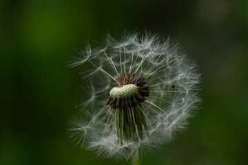 summer picture, summer mood, close-up of a broken dandelion head, deflated dandelion,