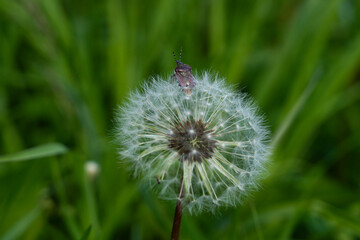 summer picture, summer mood, close-up of a dandelion and a bug sitting on it
