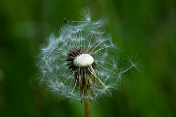 summer picture, summer mood, close-up of a broken dandelion head, deflated dandelion,