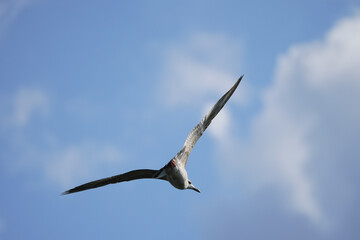 big seagull in flight in the sky