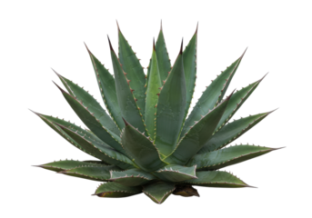 Lush green agave plant with sharp leaves showcasing natural beauty against a plain background