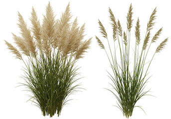 Fototapeta premium Lush Pampas Grass Arrangement with Soft Feathery Plumes in a Natural Setting