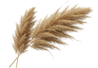 Beautiful pampas grass arrangement showcasing natural elegance against a white background