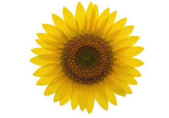Fototapeta premium Bright sunflower blooming in a clear blue sky with vibrant green leaves surrounding it