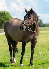 Fototapeta premium Dark brown horse in an open field, captured in natural light. Suitable for themes of nature, farming, countryside lifestyle, and animal beauty.