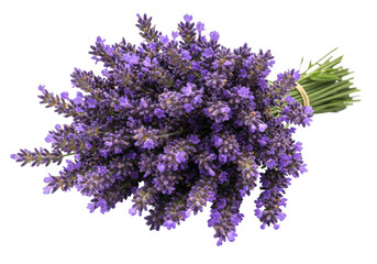 A vibrant bouquet of lavender flowers arranged beautifully, showcasing their rich purple hues against a clean backdrop, perfect for floral arrangements or nature-themed projects