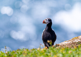 Atlantic puffin seabird "Fratercula arctica" looking out at sparkling blue sea or ocean. Rear of bird showing dark feathers and colorful red orange beak or bill. Saltee Islands, Wexford, Ireland