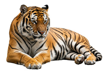 Fototapeta premium Majestic tiger lounging gracefully in a serene environment, showcasing its powerful physique