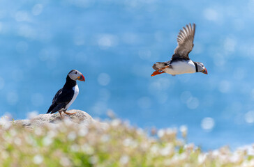 Atlantic puffin "Fratercula arctica", two seabirds on sunny summer day. One is standing at cliff while other bird is in flight. Isolated against blue sea background with bokeh. Saltee Islands, Ireland