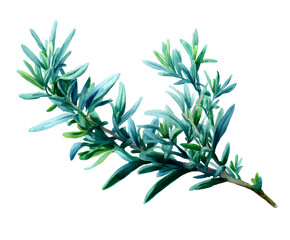 Fototapeta premium Watercolor Olive Branch Illustration - Delicate Greenery, Botanical Art, Isolated on White Background