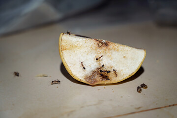 Swarm of Banded Sugar ants feed on leftover pear pieces fruit on kitchen table at night.