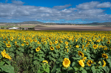 Vibrant Sunflower Field Under a Blue Sky
