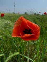 poppy in the field