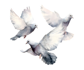 Watercolor Pigeons in Flight - Artistic Dove Illustration for Peace, Freedom, and Serenity (Isolated on White)