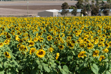Gold Sunflowers Bloom Under Clear Skies