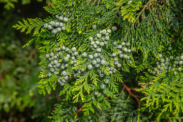 Close-up of green thuja branches with young cones in sunlight