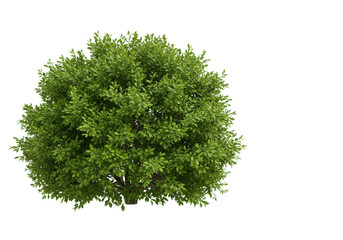 Lush green tree with dense foliage, set against a clear blue sky, ideal for nature themes