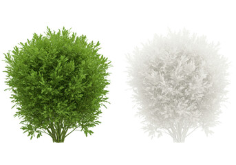 Lush green and white decorative bushes in a serene outdoor garden setting