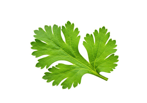 Fresh green cilantro leaf isolated on a white background, ideal for culinary use