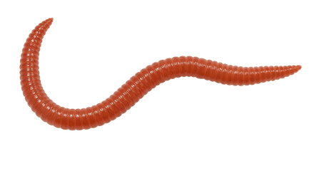 Realistic close-up of a red worm wriggling on a white background, ideal for biology studies