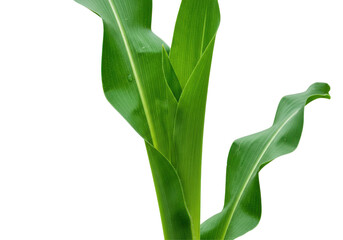 Lush green corn plants growing vibrantly under a clear blue sky in a serene field