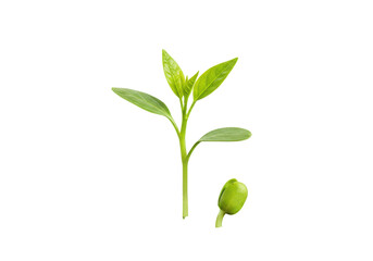 Fresh green plant sprouting next to a seed on a plain background, symbolizing growth