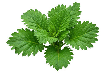 Fresh green nettle plant with vibrant leaves isolated on a white background