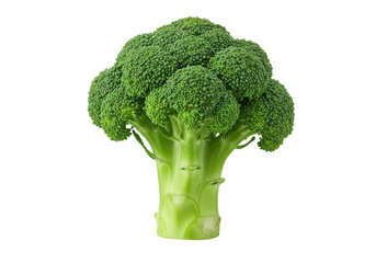 Fresh broccoli head isolated on white background, showcasing vibrant green color and texture