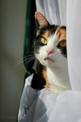 Kotka domowa, niewychodząca, obserwująca ptaki za oknem