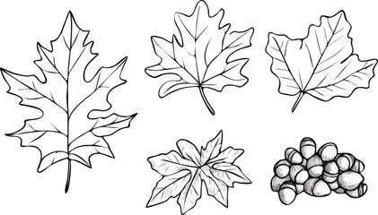 Hand Drawn Maple Leaves and Acorns Vector Illustration Isolated on White Background for Autumn Designs Nature Themes Thanksgiving Decorations and Seasonal Projects