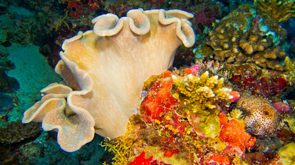 Hard coral, Coral Reef, Reef Building Coral, South Ari Atoll, Maldives, Indian Ocean, Asia
