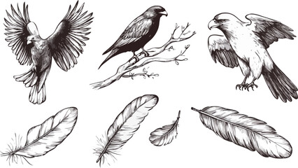 Hand Drawn Eagles Ravens and Feathers Vector Illustration Set for Wildlife Design Projects