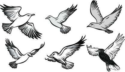 Set of six flying seagulls vector illustrations isolated on a white background in black and white sketch style perfect for logo design emblem sticker print and different design