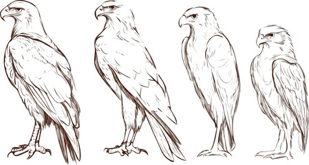 Set of four hand drawn eagles vector illustrations isolated on white background concept for print web design banner poster sticker card textile design and logo design