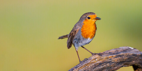 Robin, Erithacus rubecula, Mediterranean Forest, Castilla y Leon, Spain, Europe