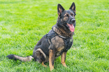 German Shepherd dog on grass, sitting, harness or equipment, outdoor setting, well-maintained grass, black fur with lighter shades, open mouth revealing teeth and tongue, overcast daylight, candid st