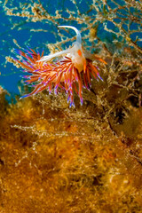 Nudibranch, Crataena peregrina, Cabo Cope-Puntas del Calnegre Natural Park, Mediterranean Sea,  Region de Murcia, Murcia, Spain, Europe