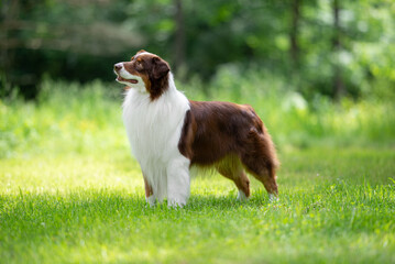 Beautiful Australian Shepherd Dog with Fluffy White Chest Posing Outdoors. Close-up Pet Portrait in High Quality with Natural Green Background.