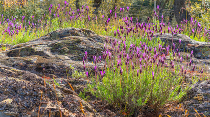 Lavander, Lavandula angustifolia, Sierra de Guadarrama National Park, Segovia, Castilla y León, Spain, Europe