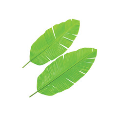 Vibrant Banana Leaves: A pair of fresh, tropical banana leaves, showcasing lush green hues and intricate textures. Representing nature's elegance and vitality.
